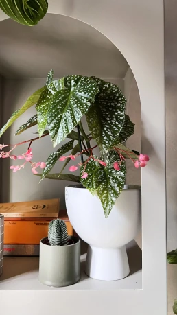 plove-plant-love-1