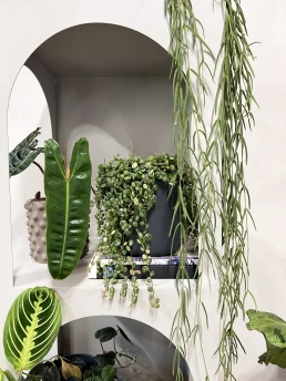 plove-plant-love-2
