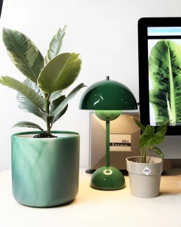 plove-plant-love-3